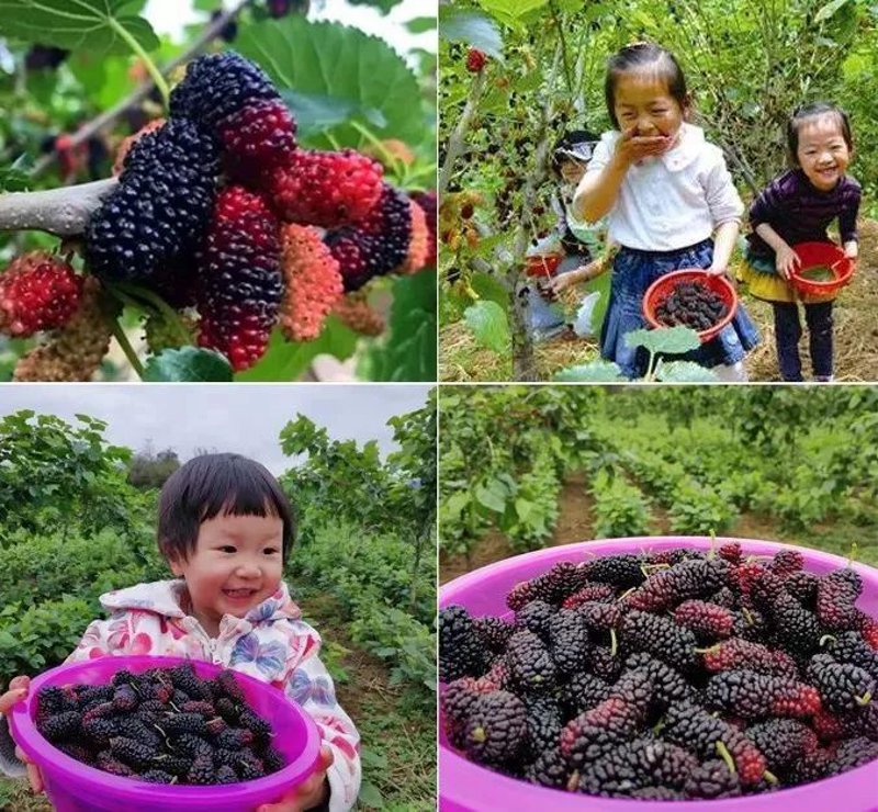 安徽桑果酒：一滴甘甜的独特风味